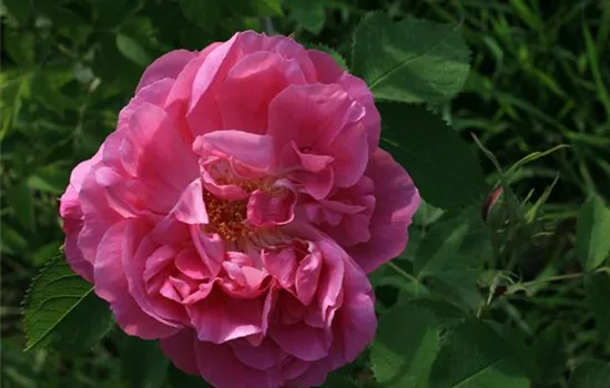 Rosa (Damascena) 'Miranda'