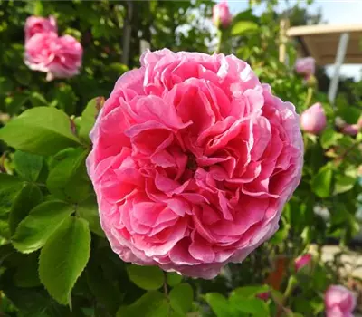 Rosa (Damascena) 'Mme Boll'