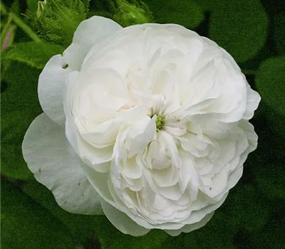 Rosa (Damascena) 'Mme Hardy'