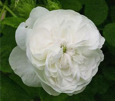 Rosa (Damascena) 'Mme Hardy'