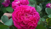 Rosa (Damascena) 'Rose de Rescht'