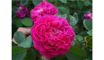 Rosa (Damascena) 'Rose de Rescht'