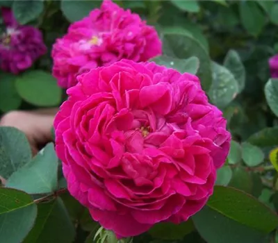 Rosa (Damascena) 'Rose de Rescht'