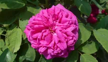 Rosa (Damascena) 'Rose de Rescht'