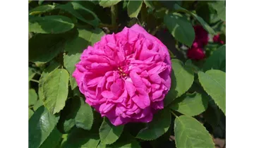 Rosa (Damascena) 'Rose de Rescht'