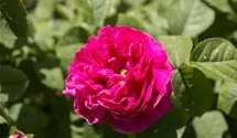 Rosa (Damascena) 'Rose de Rescht'