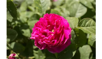 Rosa (Damascena) 'Rose de Rescht'