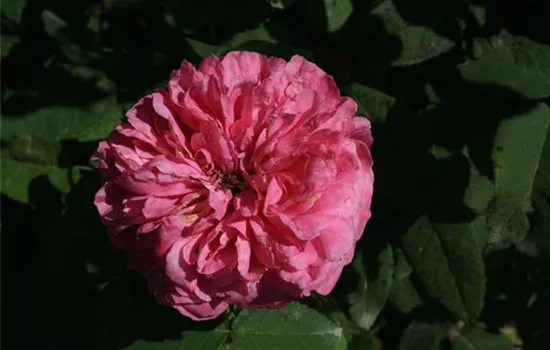 Rosa (Damascena) 'Yolande d'Aragon'