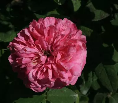 Rosa (Damascena) 'Yolande d'Aragon'