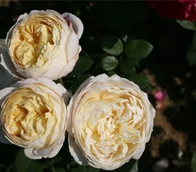 Rosa (Englische Rose) 'Charles Darwin'® Rosa (Englische Rose) 'Charles Darwin'®