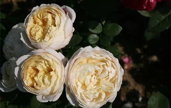 Rosa (Englische Rose) 'Charles Darwin'®