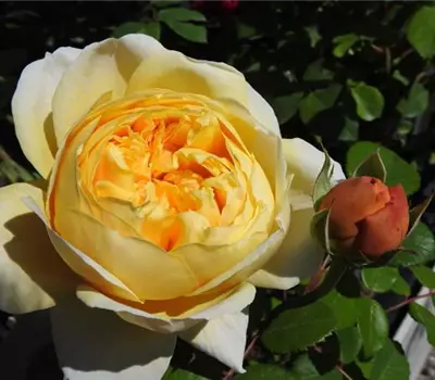 Rosa (Englische Rose) 'Charles Darwin'®