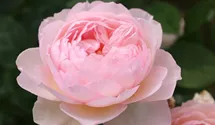 Rosa (Englische Rose) 'Gentle Hermione'®