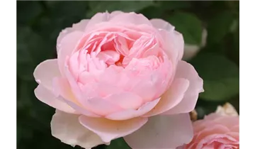 Rosa (Englische Rose) 'Gentle Hermione'®