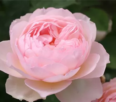 Rosa (Englische Rose) 'Gentle Hermione'®