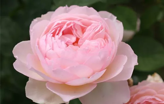 Rosa (Englische Rose) 'Gentle Hermione'®