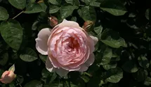 Rosa (Englische Rose) 'Gentle Hermione'®