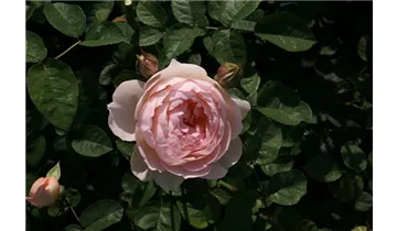 Rosa (Englische Rose) 'Gentle Hermione'®