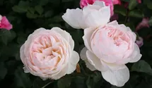 Rosa (Englische Rose) 'Gentle Hermione'®