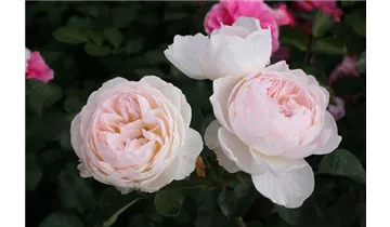 Rosa (Englische Rose) 'Gentle Hermione'®