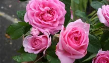 Rosa (Englische Rose) 'Gertrude Jekyll'®