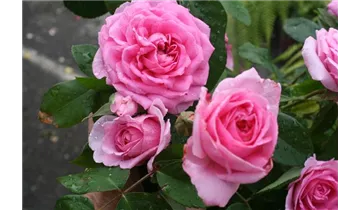Rosa (Englische Rose) 'Gertrude Jekyll'®