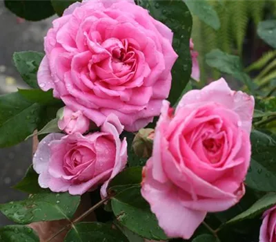 Rosa (Englische Rose) 'Gertrude Jekyll'®