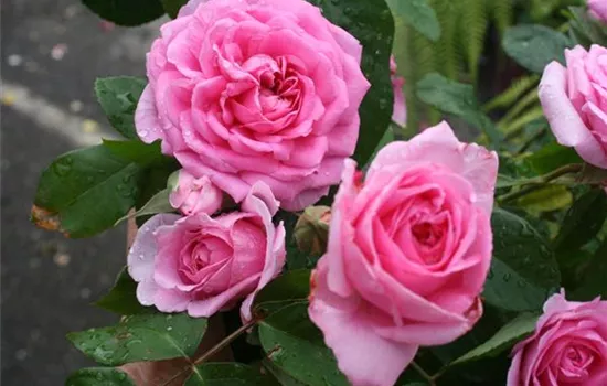 Rosa (Englische Rose) 'Gertrude Jekyll'®