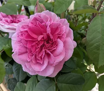 Rosa (Englische Rose) 'Gertrude Jekyll'®