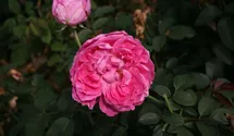 Rosa (Englische Rose) 'Gertrude Jekyll'®