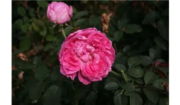 Rosa (Englische Rose) 'Gertrude Jekyll'®