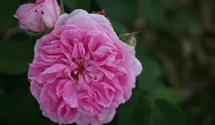 Rosa (Englische Rose) 'Gertrude Jekyll'®