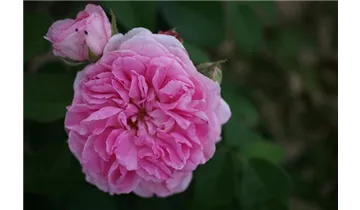 Rosa (Englische Rose) 'Gertrude Jekyll'®