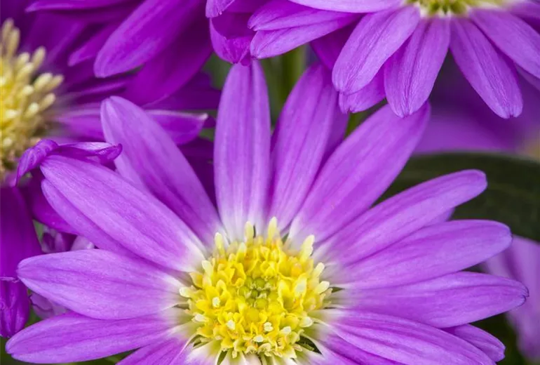 Aster novi-belgii
