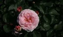 Rosa (Englische Rose) 'James Galway'®