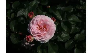 Rosa (Englische Rose) 'James Galway'®