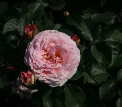 Rosa (Englische Rose) 'James Galway'®