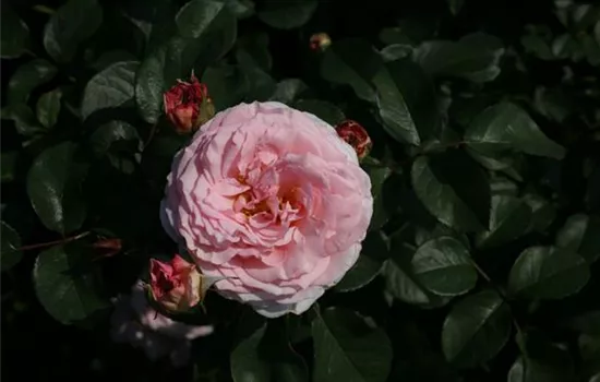 Rosa (Englische Rose) 'James Galway'®