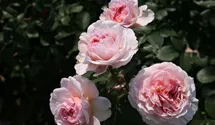 Rosa (Englische Rose) 'James Galway'®