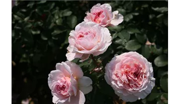 Rosa (Englische Rose) 'James Galway'®