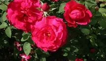 Rosa (Englische Rose) 'L.D. Braithwaite'®