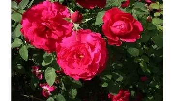 Rosa (Englische Rose) 'L.D. Braithwaite'®