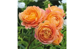 Züchtercode 'AUSnyson'