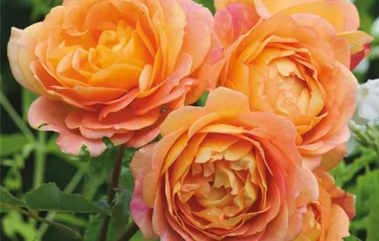 Rosa (Englische Rose) 'Lady of Shalott'