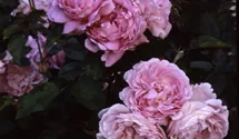 Rosa (Englische Rose) 'Mary Rose'