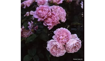 Rosa (Englische Rose) 'Mary Rose'