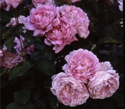 Rosa (Englische Rose) 'Mary Rose'