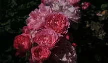 Rosa (Englische Rose) 'Mary Rose'