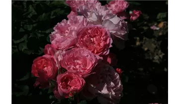 Rosa (Englische Rose) 'Mary Rose'