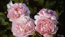 Rosa (Englische Rose) 'Mary Rose'